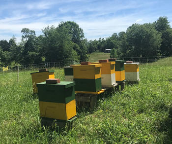 Bee Hives